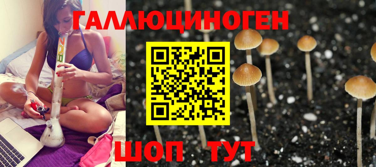 Псилоцибиновые грибы GOLDEN TEACHER  Ртищево  Галлюциногенные грибы Psilocybe 